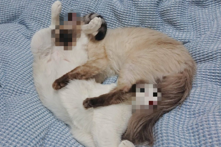 日本一對貓咪感情很好，竟然互相睡在彼此的胯下！（圖／twitter帳號0000orangeeee）
