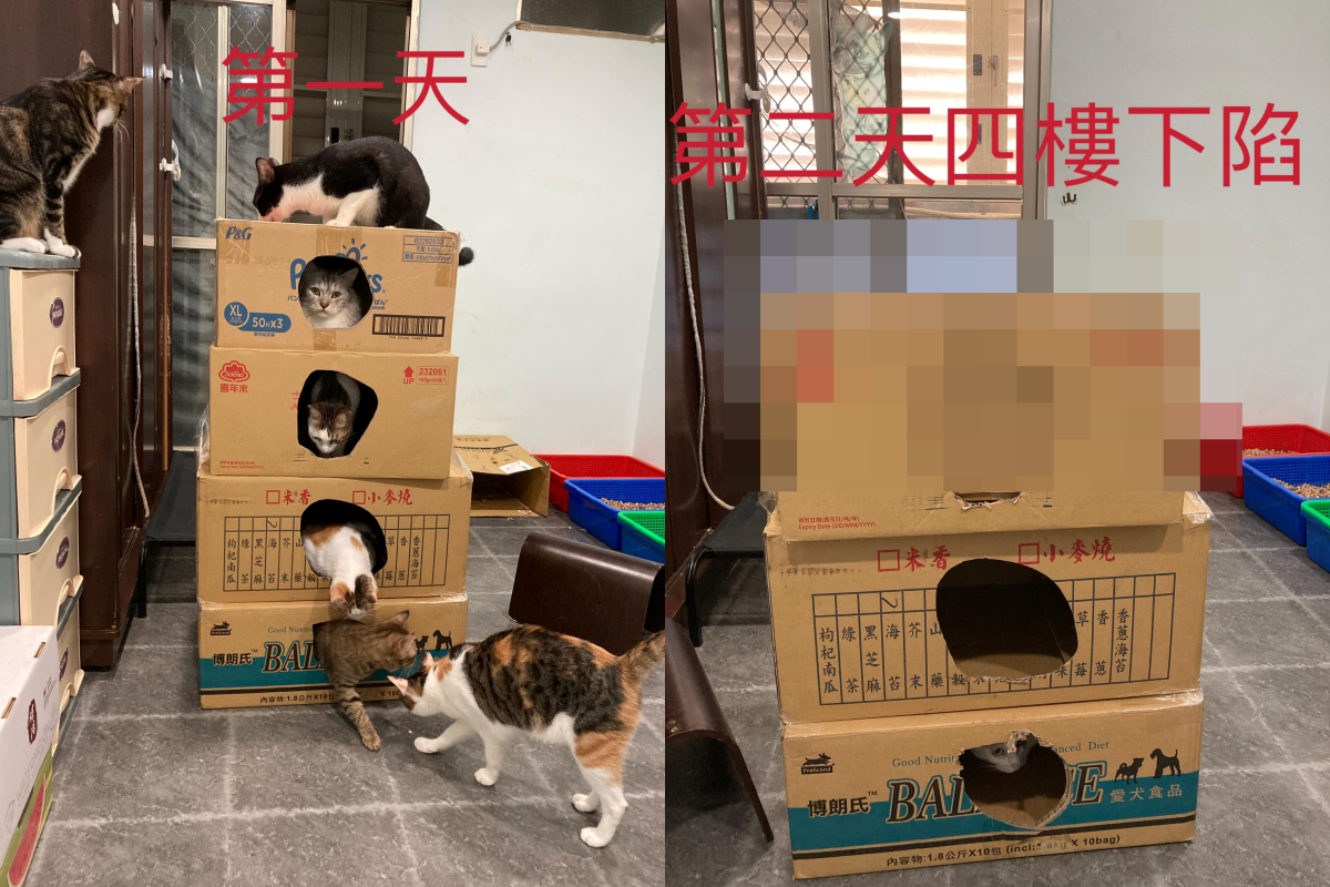 幫貓貓蓋紙箱大廈，隔天一看四樓竟然塌陷到三樓！（圖／網友霍匠悉授權提供） 