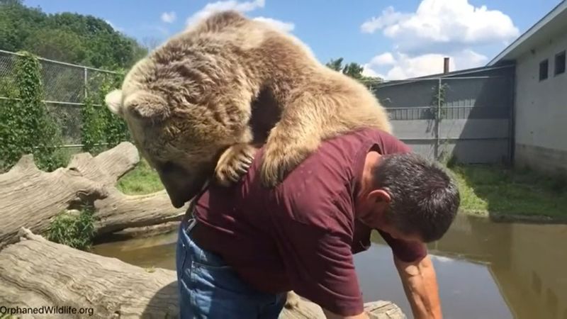 日前奧蒂斯維爾野生動物中心的共同創辦人吉姆 (Jim Kowalczik) ，與園內一隻重達 370 磅（約167公斤）的敘利亞棕熊艾米，一人一熊在水邊開心戲耍。（圖／AP/美聯社/Storyful）