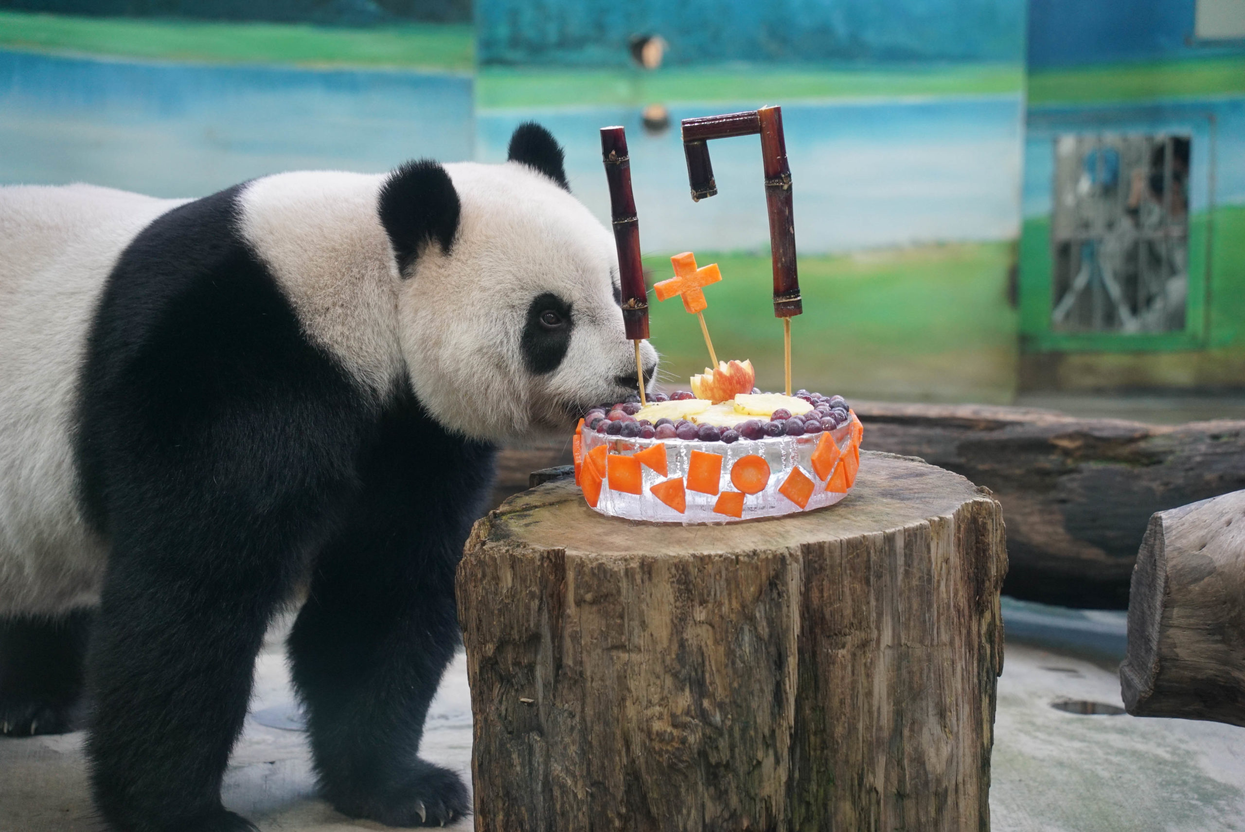 大貓熊團團圓圓慶祝17歲生日　端出蛋糕開心合不攏嘴