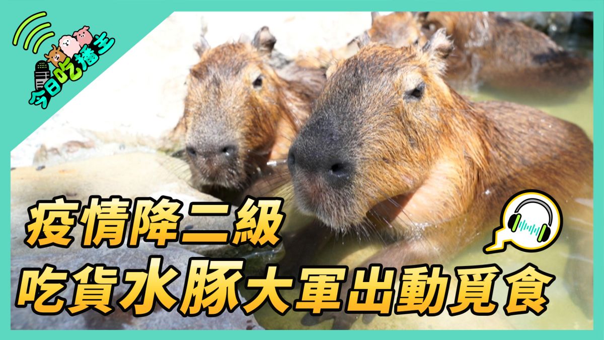 ▲超萌動物明星「水豚」，大口吃牧草，可愛模樣療癒人心。(圖／NOWnews )