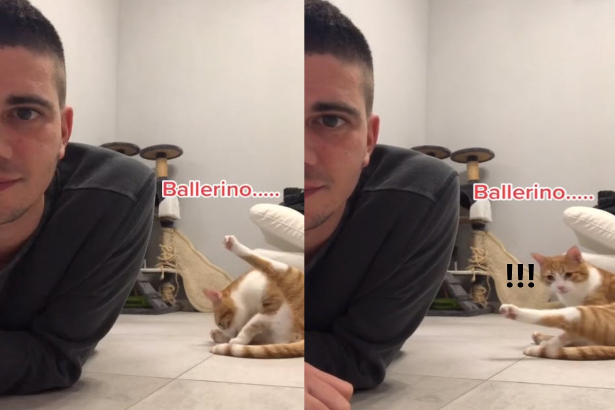 ▲國外一名奴才偷拍主子被牠發現，下一秒貓咪的反應讓網友都笑翻了！（圖／tik tok帳號lucamatt_）