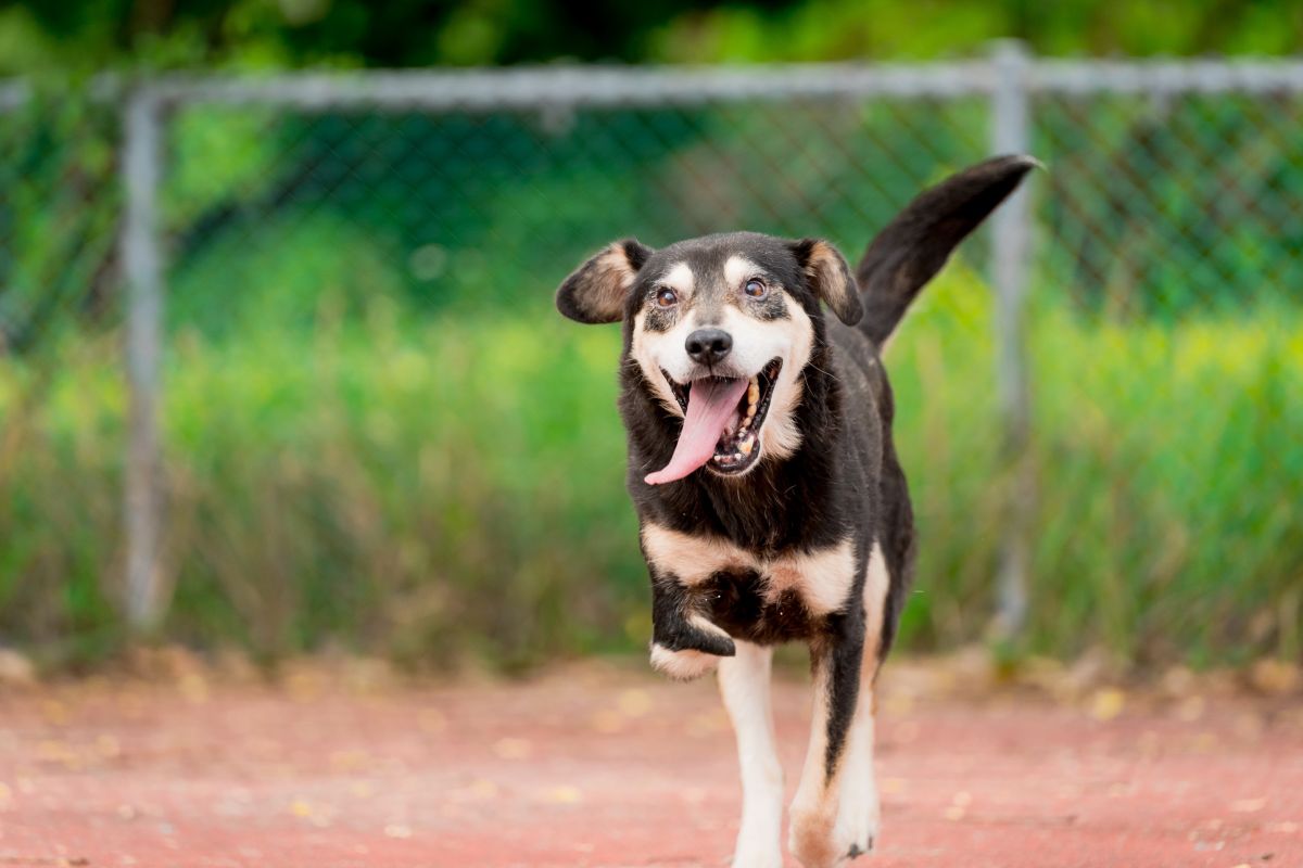 ▲充滿活力的「阿MO」，看不出不久前牠還在外頭坎坷的流浪。（圖／新北市政府動保處提供）