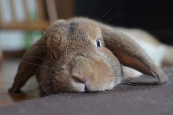 ▲推主養了一隻可愛的垂耳兔「Mokke」。（圖／twitter帳號koedo_tyan）