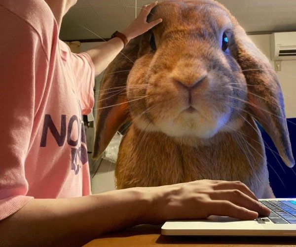 ▲因為推主最近都在家裡工作，於是想像如果將Mokke「放大」，應該會是一件很有趣的事！例如工作時可以摸摸Mokke的頭。（圖／twitter帳號koedo_tyan）