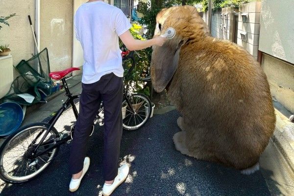 ▲外出散步要幫Mokke吹風扇避免中暑。（圖／twitter帳號koedo_tyan）