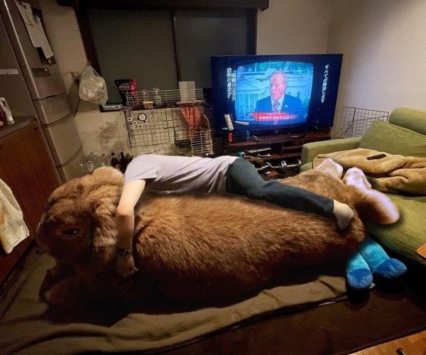 ▲晚上就趴在牠的身體上睡覺，超級療癒！（圖／twitter帳號koedo_tyan）