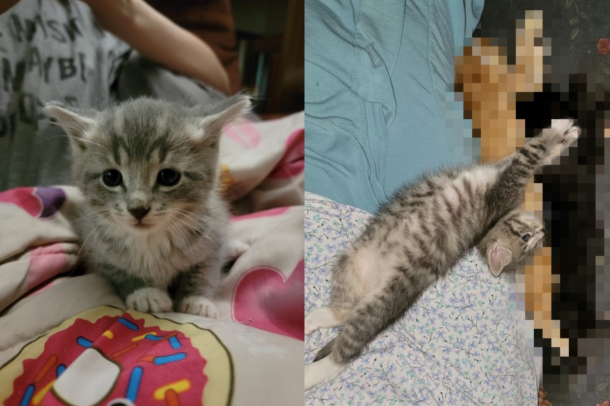 ▲國外一名女網友的先生日前清晨發現家裡竟然出現陌生小虎斑貓。（圖／FB帳號Alison Branum）