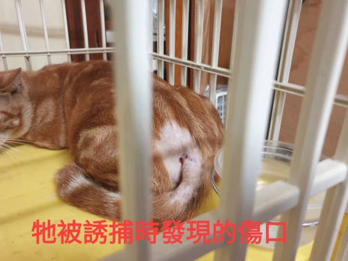 ▲屁股上有個大傷口,不知在外頭經歷了什麼。(圖/網友廖惠珊授權提供)