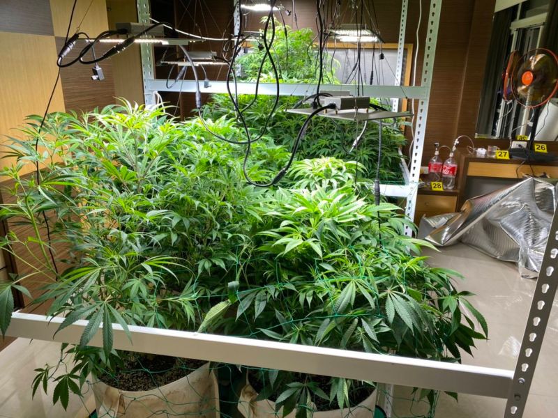 ▲警方在透天厝查獲市值大約500萬元的大麻。(圖/三民二分局提供)