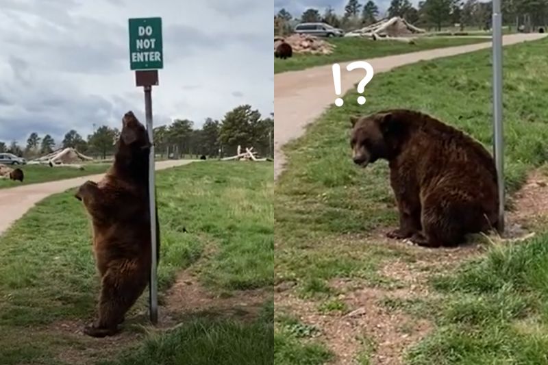 ▲棕熊在路邊扭腰擺臀跳艷舞，發現被看後愣了一下！（圖／Youtube帳號：ViralHog） 