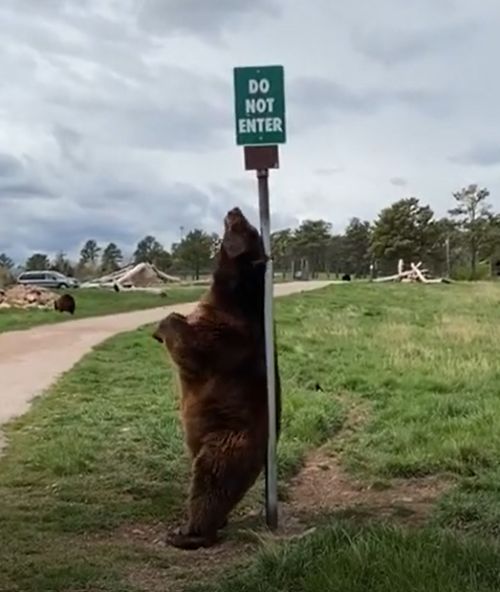 ▲棕熊背對路桿不停扭動屁股。（圖／Youtube帳號：ViralHog）