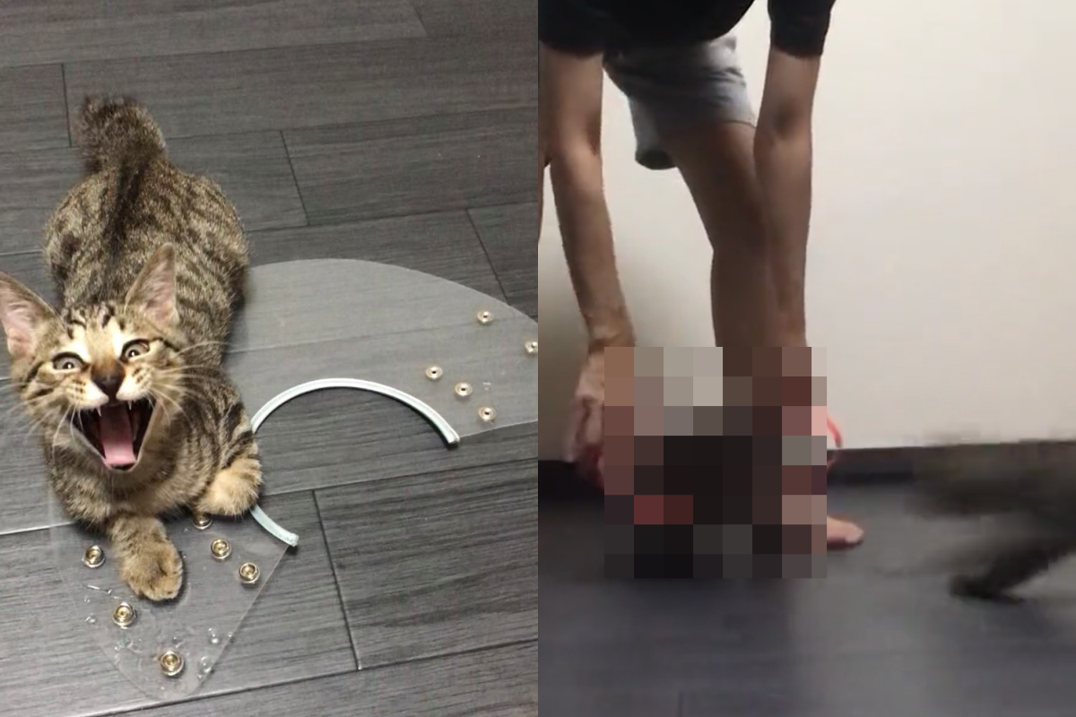 ▲奴才用奇招將非常過動的貓咪抓回籠！（圖／Twitter帳號：chipie0826） 