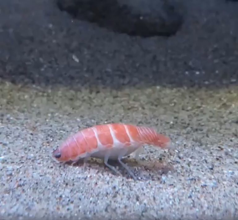 日本水族館秀出新品種蝦子　網友笑瘋：是鮭魚壽司！
