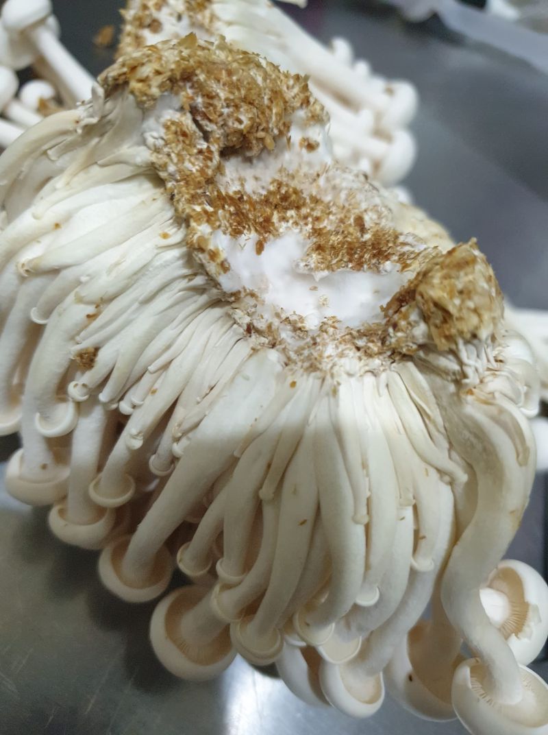 ▲網友表示，「白毛」其實是菇類的菌絲體，那代表很新鮮，蕈菇還活著。（圖／翻攝自《全聯消費經驗老實說》）