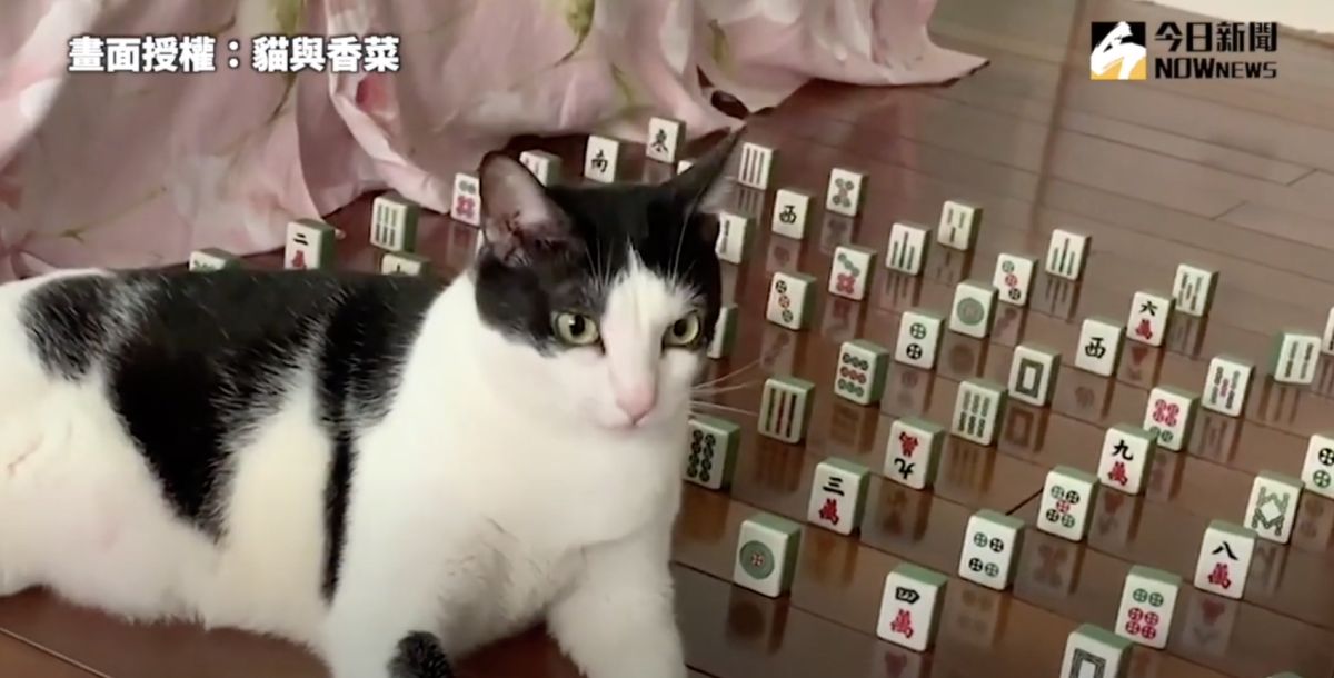 ▲ 實測貓皇避障功能，萌貓面對重重障礙關卡，能順利通過嗎？（圖／貓與香菜  授權）