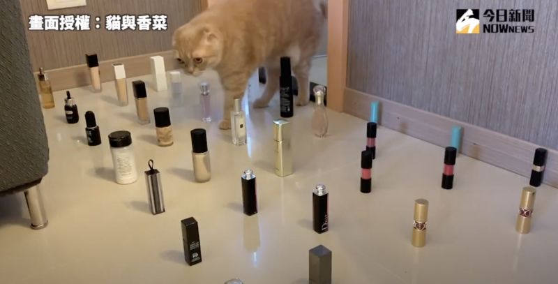 ▲滿地的化妝品,難不倒靈敏的貓咪。(圖/貓與香菜