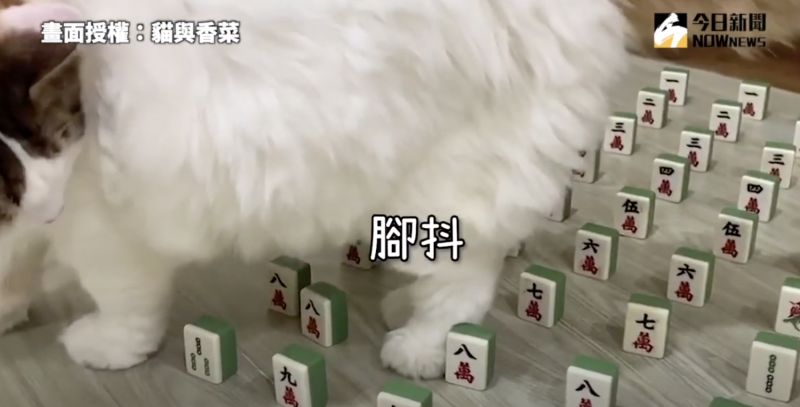 ▲最高等級的「麻將牌」挑戰,讓貓咪舉步維艱。(圖/貓與香菜