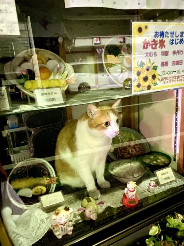 ▲原來坐在櫥窗裡的是招牌店貓「Peta」，盡忠職守的牠在打烊後仍然擔任「活招牌」，希望能吸引更多人上門。（圖／twitter帳號yuuki122606）