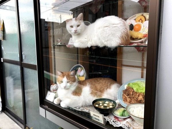▲有網友回應推主這家店養了兩隻店貓，上面的是「Kota」。（圖／twitter帳號JINSEI_NO_OWARI）