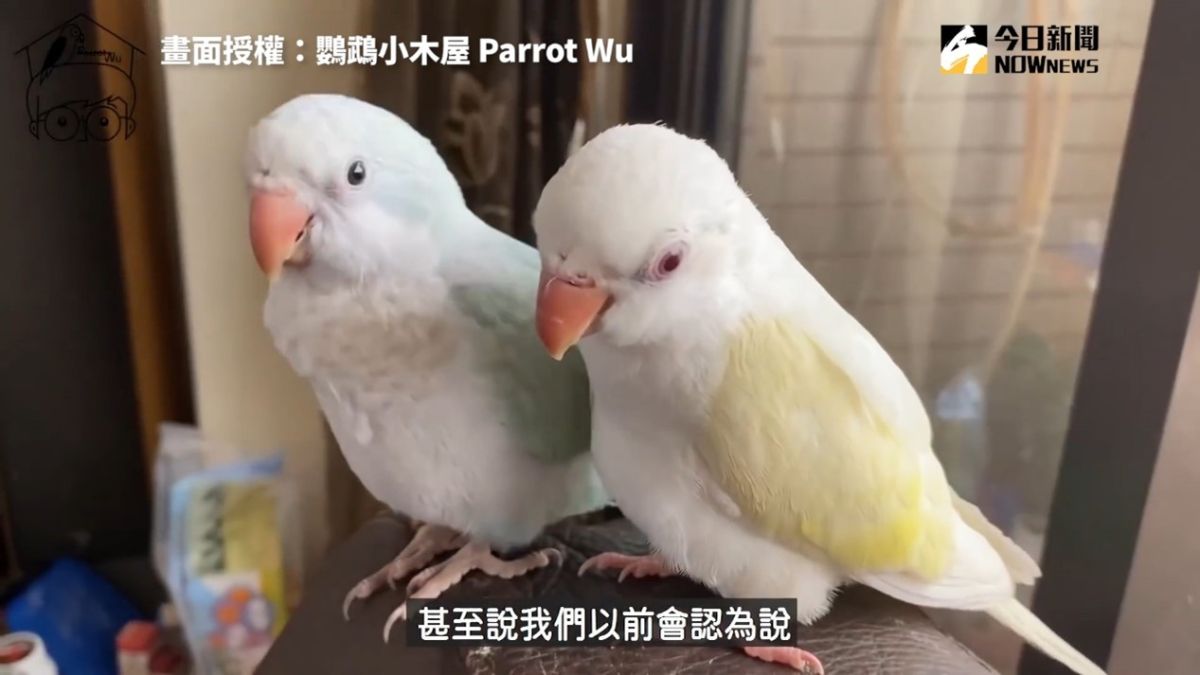▲ YouTuber分享10件，養鸚鵡後領悟到的事情。（圖／鸚鵡小木屋 Parrot Wu　授權）