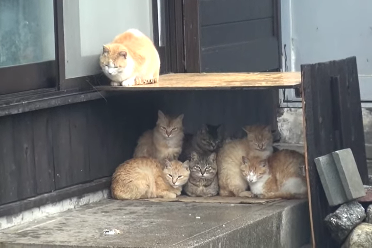 ▲日本的青島以貓咪數量比人多聞名，下雨天貓咪們擠一團躲雨的畫面在網路引起討論。（圖／IG帳號aoshima_cat授權）