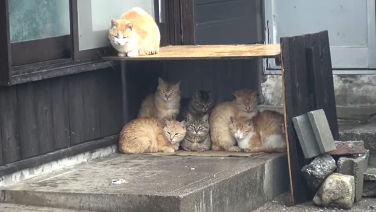 ▲日前青島這裡下起大雨。(圖/IG帳號aoshima_cat授權)