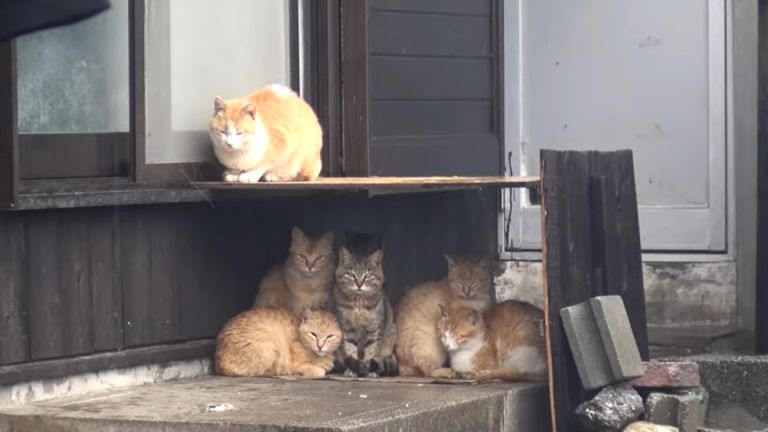▲橘貓與虎斑貓自成一派窩在木板下躲雨。(圖/IG帳號aoshima_cat授權)