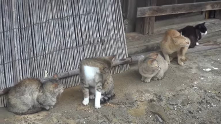 ▲另一處聰明的貓軍團躲在屋簷下。(圖/IG帳號aoshima_cat授權)