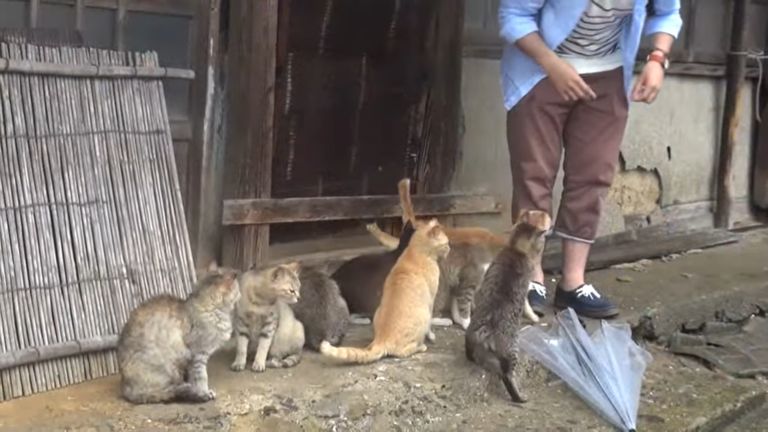 ▲一名日本民眾拿出食物,貓咪紛紛逼近他。(圖/IG帳號aoshima_cat授權)