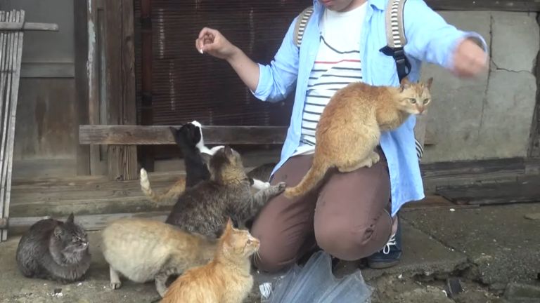 ▲為了吃貓咪跳上他的大腿,非常親人可愛!(圖/IG帳號aoshima_cat授權)