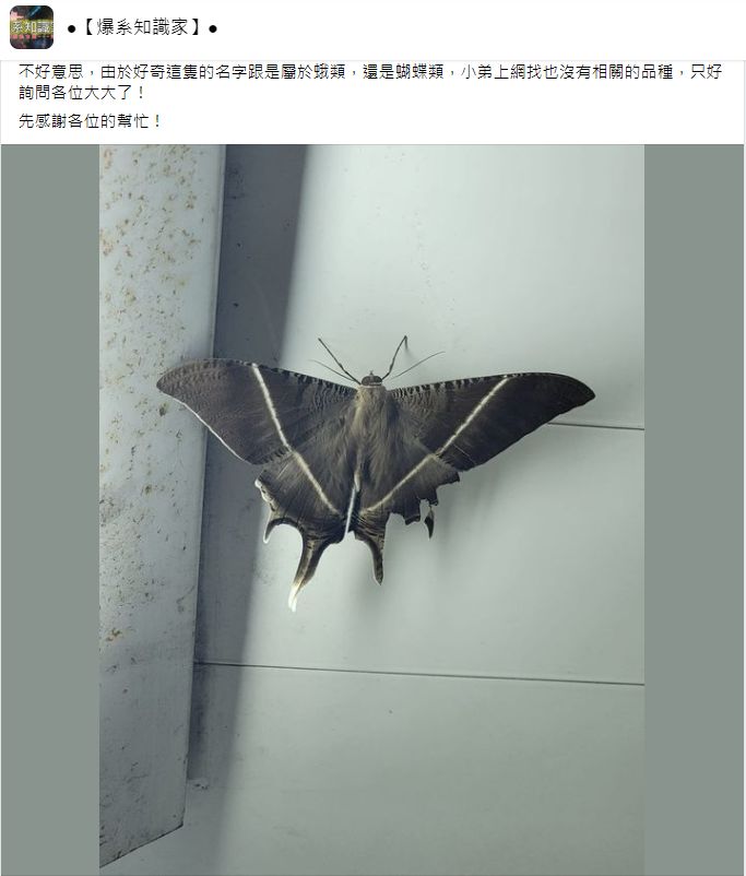 ▲一名男網友透露，自己在家中驚見一隻「超巨型昆蟲」，看起來像蝴蝶又像飛蛾。（圖／翻攝自臉書社團「爆系知識家」）