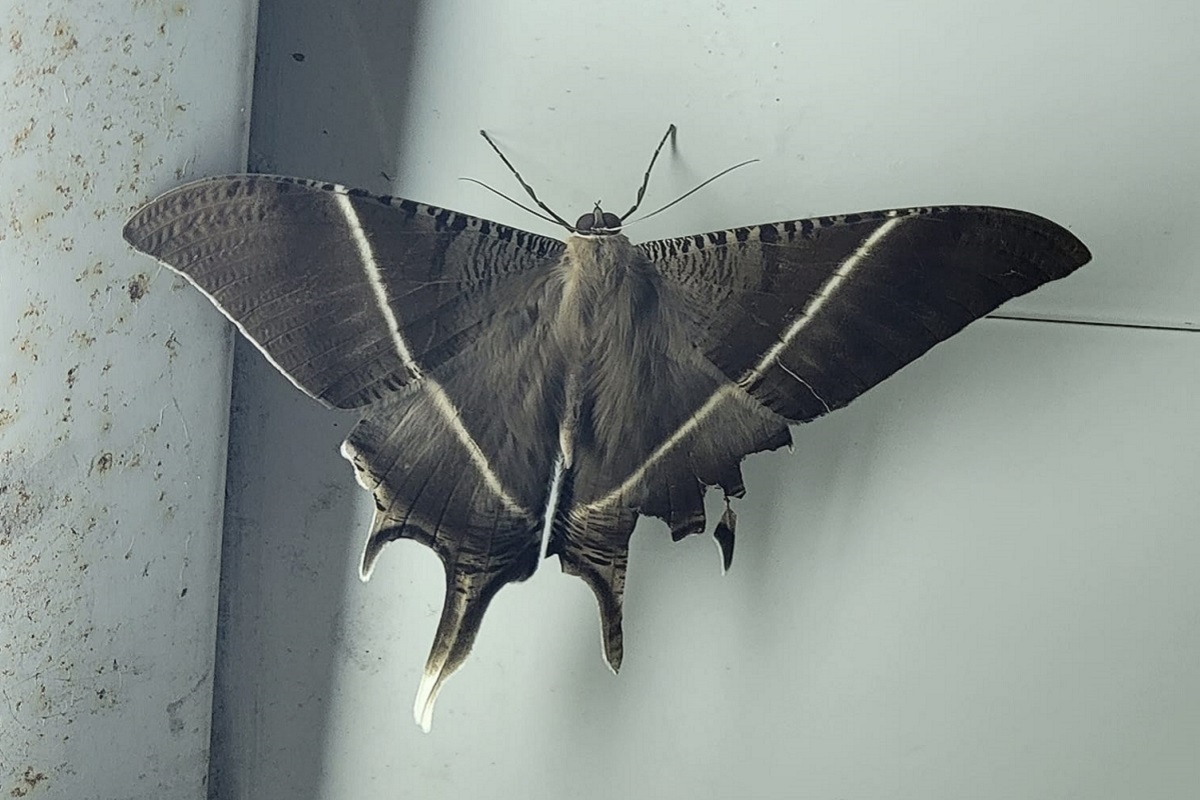 ▲有男網友在家中驚見一隻「超巨型昆蟲」，看起來像蝴蝶又像飛蛾，讓他不禁好奇到底是啥品種？對此，有網友就神出牠的「真實來頭」。（圖／翻攝自臉書社團「爆系知識家」）