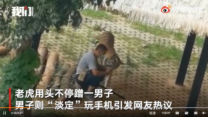 ▲老虎將頭湊近到男子的手機旁,似乎也想看男子到底在做什麼。(圖/翻攝自陸媒《新京報我們視頻》)