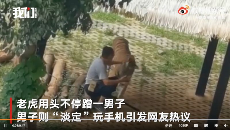 ▲男子竟直接用手搧了老虎一巴掌。(圖/翻攝自陸媒《新京報我們視頻》)