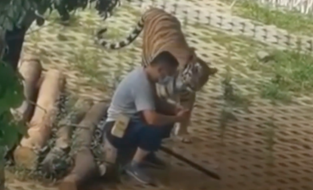 ▲老虎將頭湊近到男子身旁，似乎想看他到底在做什麼，豈料下秒竟慘遭「賞巴掌」，影片曝光後也引起熱議。（圖／翻攝自陸媒《新京報我們視頻》）