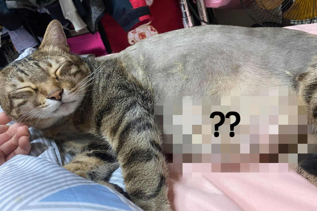 ▲虎斑貓「班班」剃毛後狂露「鮪魚肚」，讓奴才沒有藉口說是「毛蓬」！（圖／網友陳默默授權提供）