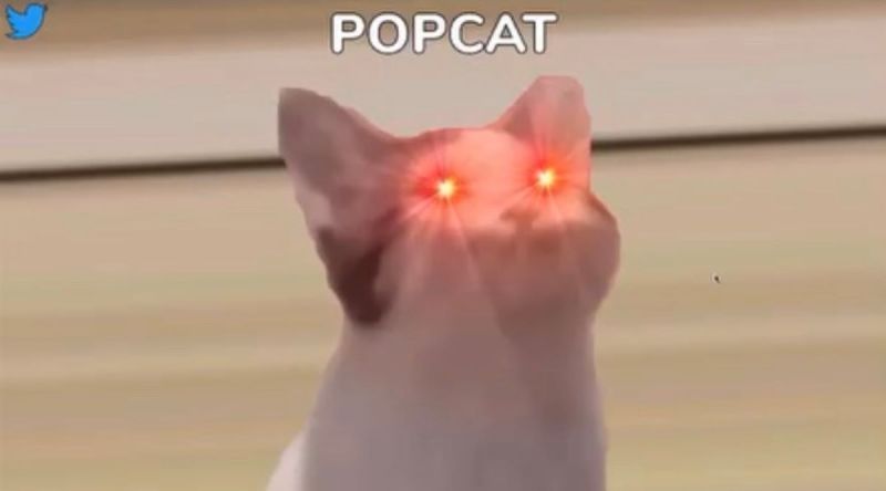 ▲「啵啵貓」(Pop