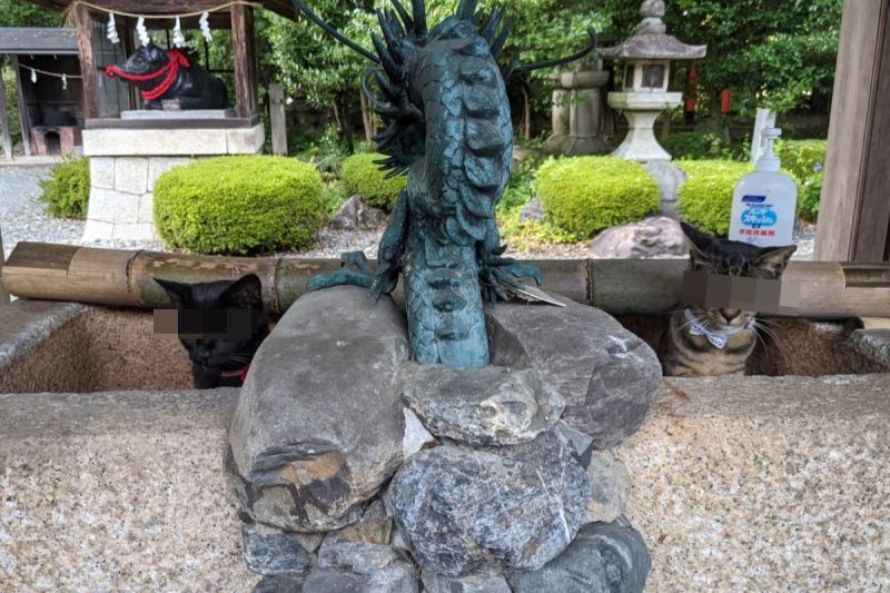 ▲日本神社因疫情停用手水舍，竟意外召喚出兩隻保護神獸！（圖／Twitter帳號：yukisugi_shrine）