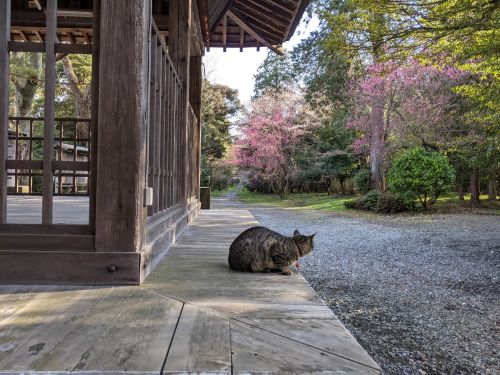 ▲神社園內遍布櫻花，風景非常雅致。（圖／Twitter帳號：yukisugi_shrine） 