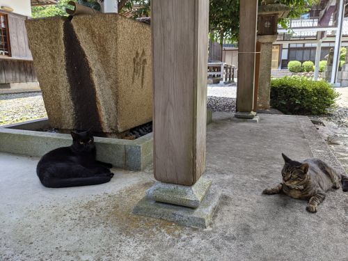 ▲兩隻貓咪似乎很喜歡這個地方，常常在這邊休息。（圖／Twitter帳號：yukisugi_shrine） 