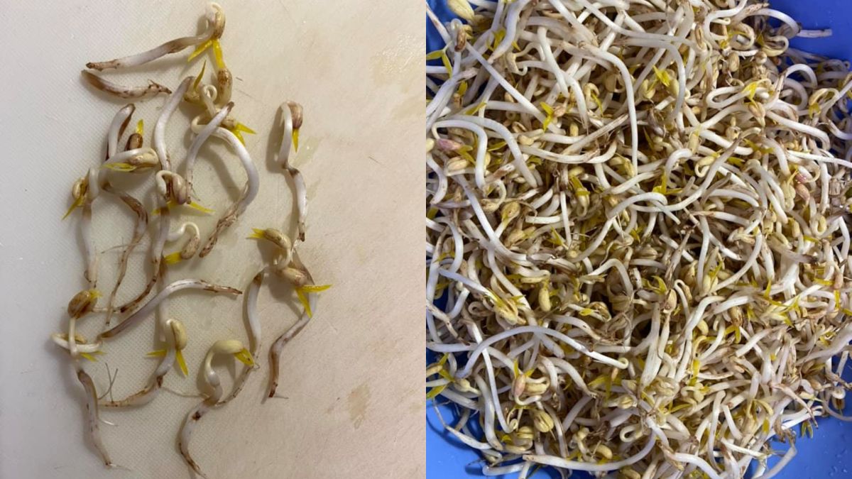 ▲有位主婦表示，近期種的豆芽似乎有些失敗，不禁好奇背後理由。（圖／翻攝廚藝公社）