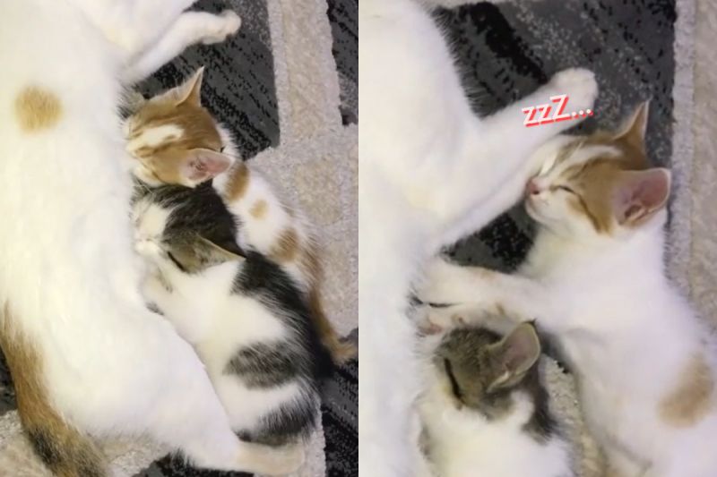 ▲小貓們奮力吸奶，隨後枕著媽媽的手睡著。（圖／Instagram帳號：lovelyy_kittyys） 