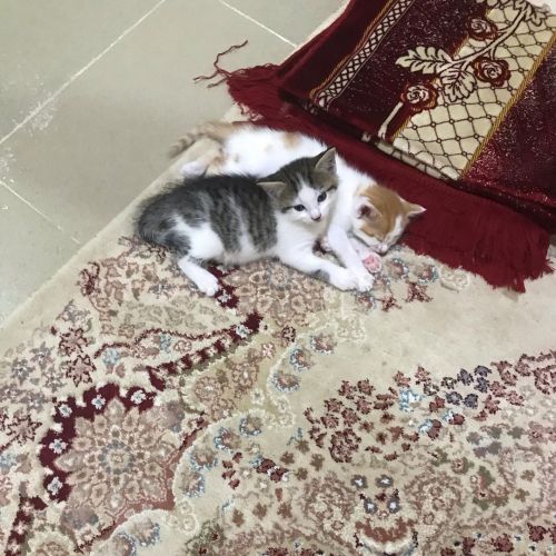 ▲小貓阿薩德和胡斯納。（圖／Instagram帳號：lovelyy_kittyys） 