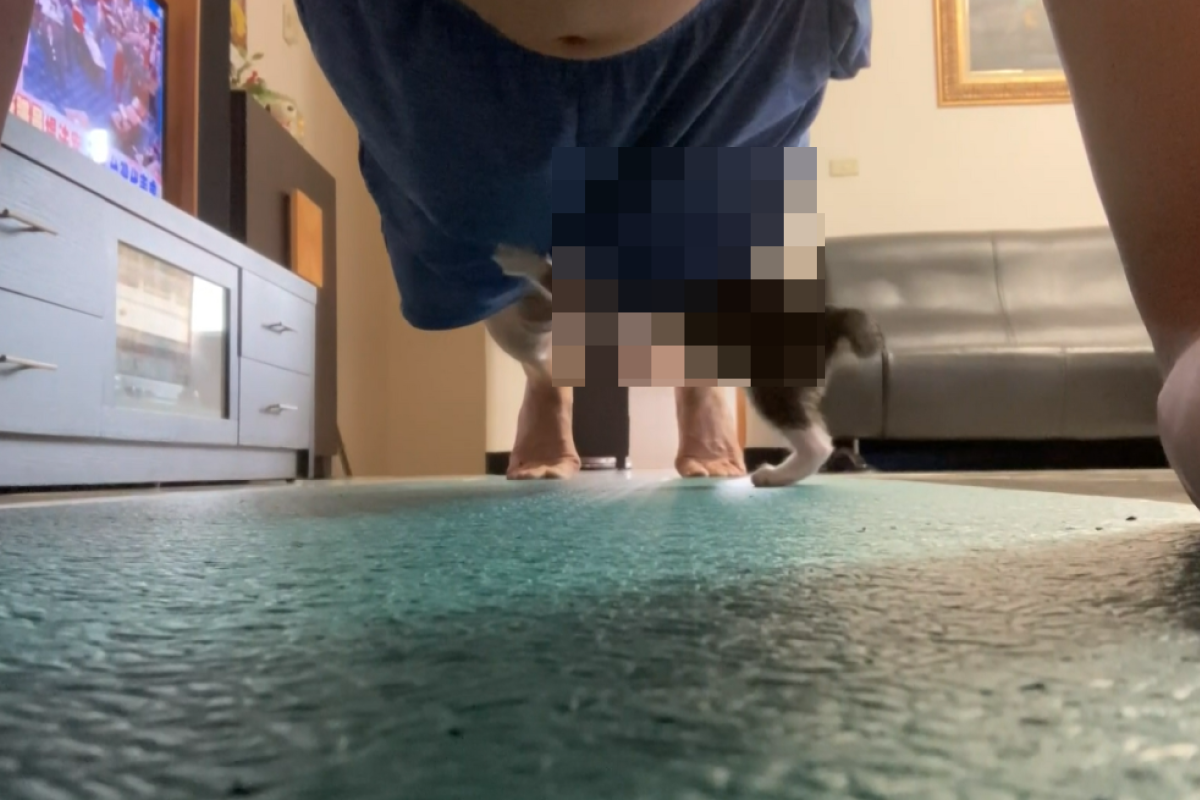 ▲爸爸伏地挺身時被幼貓鑽褲管，還探頭向裡面打招呼！（圖／AP+Viralpress） 