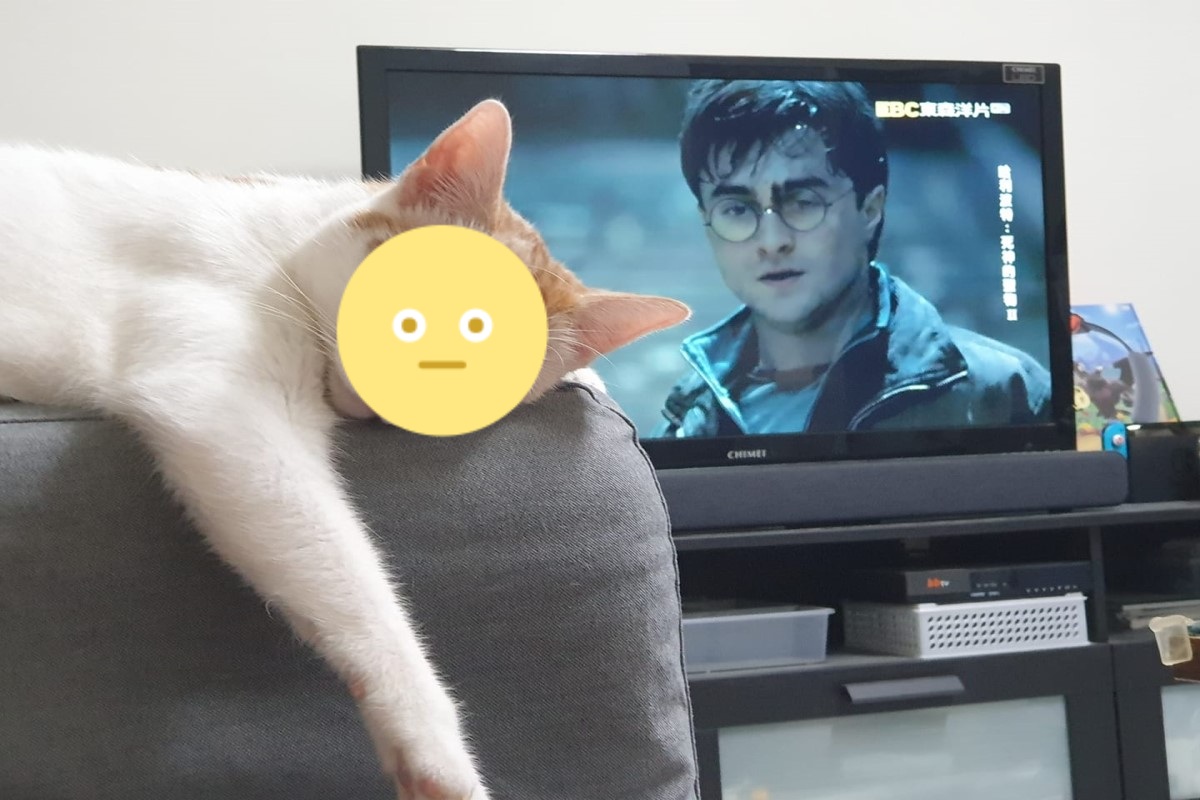 ▲網友出門4天後回家，發現貓咪一直趴在沙發上盯著自己。（圖／網友凌小貓授權提供）