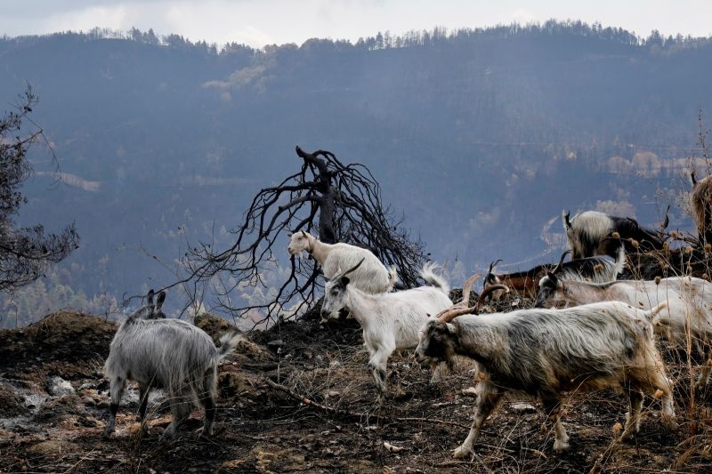 野火蹂躪　希臘面臨數十年來最大生態浩劫
