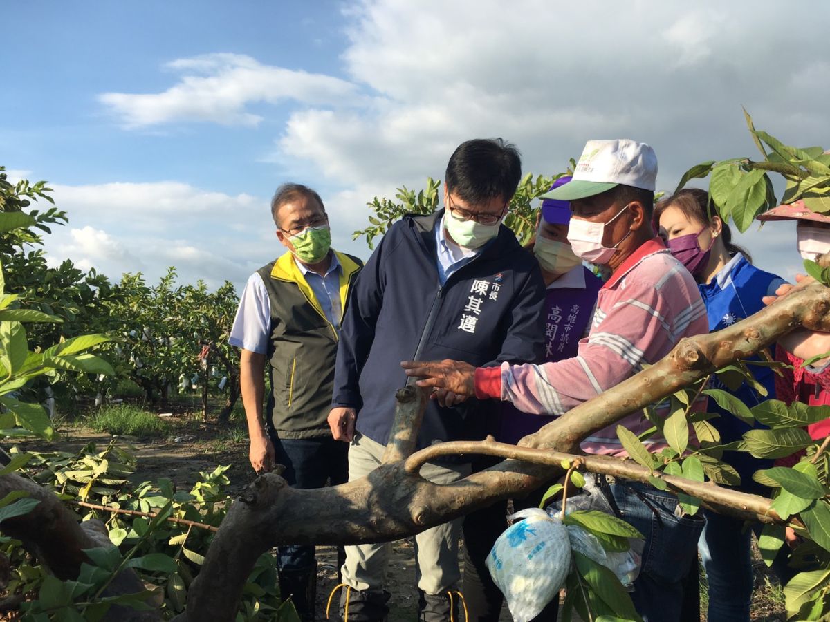 ▲高雄市長陳其邁前往燕巢區瞭解芭樂受損情況。（圖／高雄市農業局提供）