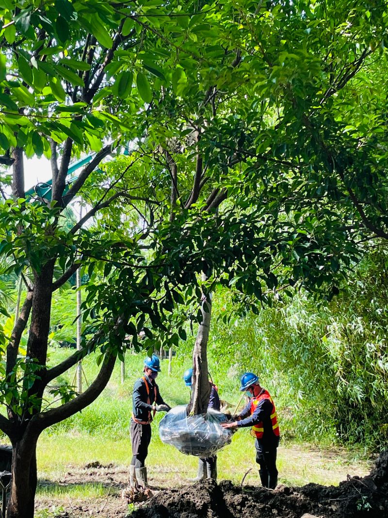 ▲捷運局表示將持續督商落實移植相關作業,維護高雄綠美化市容與環境永續發展。(圖/高市府捷運局提供)