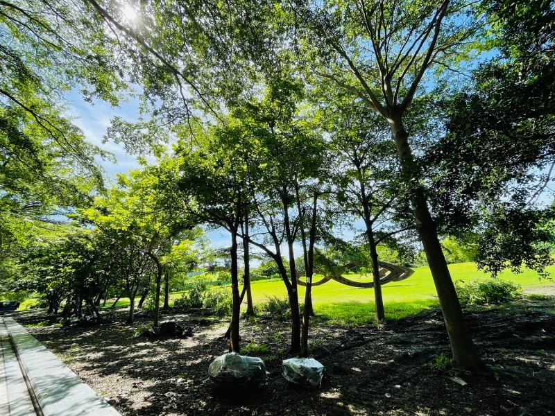 護樹團體質疑輕軌二階移樹 捷運局:配合美術館景觀